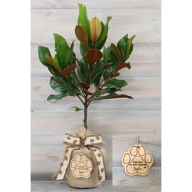 Southern Magnolia Pet Sympathy Gift Tree by The Magnolia Company - Get Beautiful and Fragrant Flowers on Lush Pet Sympathy Magnolia Tree Gift