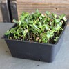 Chinese Mahogany Exotic Microgreens Seeds - 3 g Packet ~200