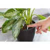 Miracle-Gro Indoor Plant Food Spikes, Includes 24 Spikes - Continuous