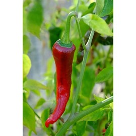 Sunshine Seeds Kashmiri Red Chili Pepper Seeds (20) / ORGANIC / EXTREMELY RARE / INDIAN CUISINE