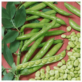Everwilde Farms - 1/4 Lb Fava Broad Windsor Fava Bean Seeds - Gold Vault