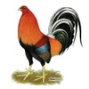 CafePress Gamecock Wheaten Rooster Rectangle Car Bumper Magnet