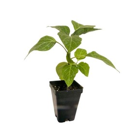 Salvia Marine Blue - Live Plant in 3 Inch Pot - NOT Seeds - Attract Hummingbirds and Butterflies