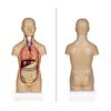 Vision Scientific VAT106 12 Parts Sexless Human Torso | Showing