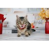 Hartz Hairball Remedy Plus Salmon Flavored Paste for Cats and