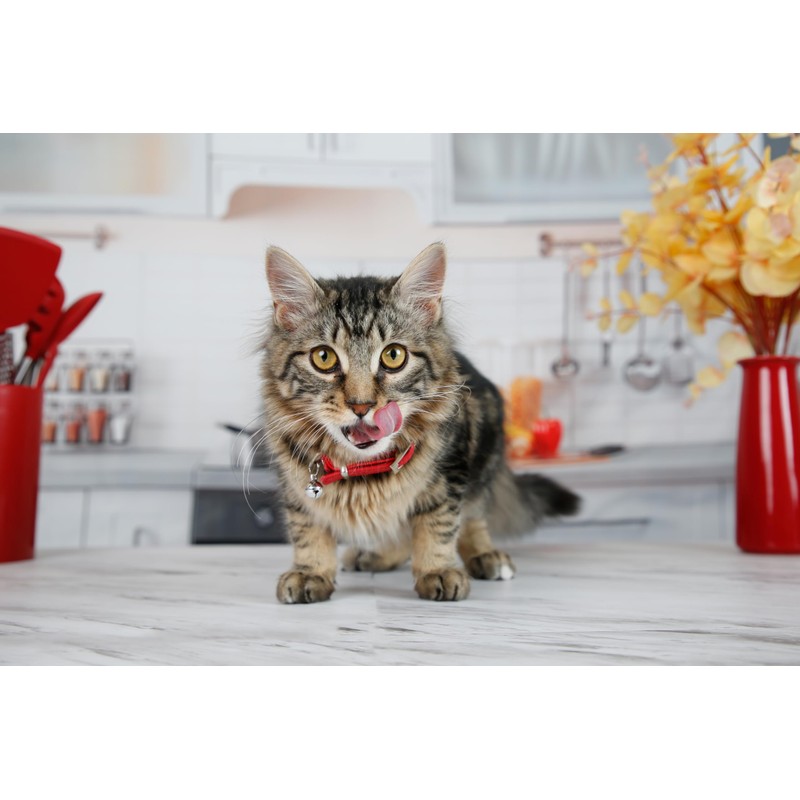 Hartz Hairball Remedy Plus Salmon Flavored Paste for Cats and