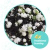 Essencesip Jasmine Puerh Tea - Black Ripe Pu Erh Loose