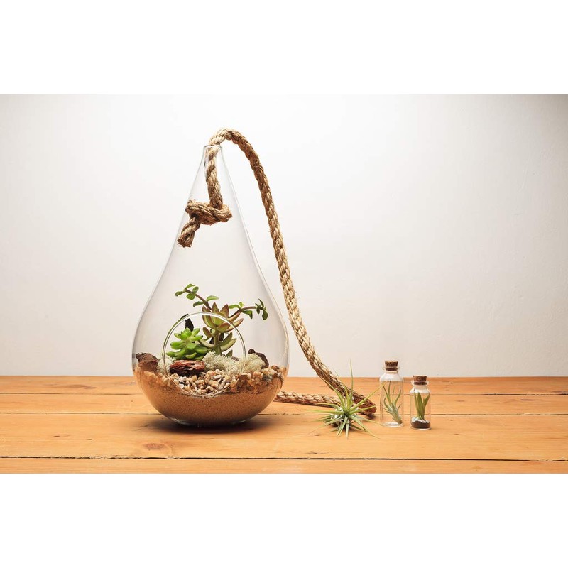 WGV Hanging Planter Terrarium, Width 6", Height 11", DIY Clear
