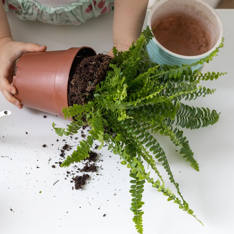 Doter Potting Soil Mix for Fern 2qt, Custom Hand Blended