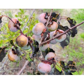 Chill Hill Farms American Persimmon | 5 Seeds | Diospyros Virginiana | Florida Native Fruit Tree