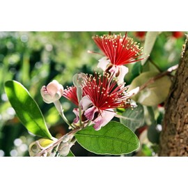 Pineapple Guava | 3 Extra Large 3 Gallon Plants | Feijoa Sellowiana | Edible Fruit Shrub and Fragrant Flowering Foliage