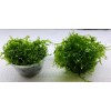 Moss/Plant Christmas Moss,Subwasser - Susswassertang 2oz