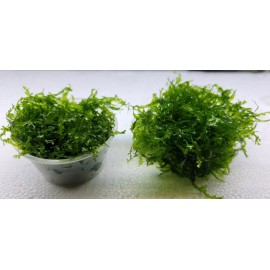 Moss/Plant Christmas Moss,Subwasser - Susswassertang 2oz