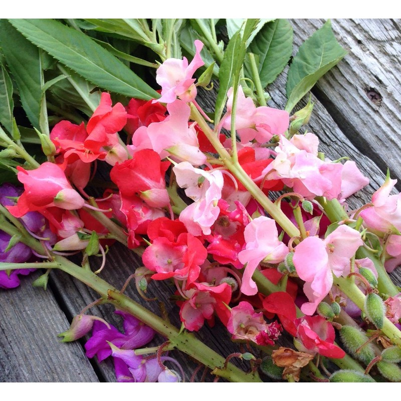 Seeds4planting - Seeds Balsam Garden Mix Touch-Me-Not Hanging Annual Flower