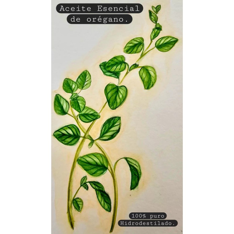 Aurelia Aceite Esencial De Orégano 30 Ml. (origanum Vulgare)