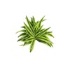 Lemon Lime (Dracaena Warneckii) - 6'' from California Tropicals