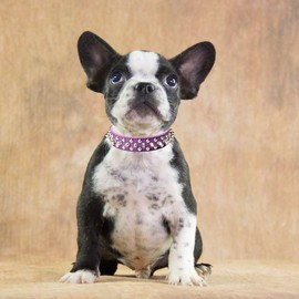 Spiked Small Dog Collar and Leash Set, Spiky Puppy Collar Durable PU Leather Girl Female Male Rivet Studded Spike Pet Collars for XXS XS Small Medium Large Dogs (Pink L,Leash+Collar)