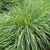 Eden Brothers Lemongrass Seeds - West Indian