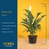 Costa Farms Peace Lily, Live Indoor Plant with Flowers, Easy