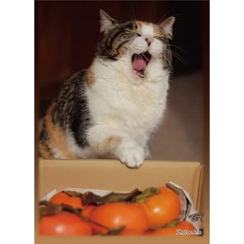 SUGOI Sleeve Series Furumofu Cat Ver.2 Pack