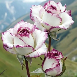 ZEshops Two-Tone White and Purple Rose Seeds – 20 Seeds – Non-GMO Heirloom Variety