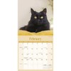 Carousel Calendars, Black Cats 2026 Wall Calendar, 12'' X 12'',