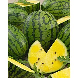 David's Garden Seeds Fruit Watermelon Mountain Sweet Yellow 2398 (Yellow) 50 Non-GMO, Heirloom Seeds