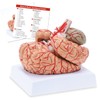 RONTEN Human Brain Anatomical Model, Colored Brain,Anatomically Accurate Brain Model