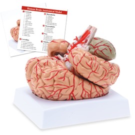 RONTEN Human Brain Anatomical Model, Colored Brain,Anatomically Accurate Brain Model for Science Class Teaching Medical Model (8 Parts)