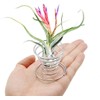 40 Pack Air Plant Stand Holder Tillandsia Airplant Container with