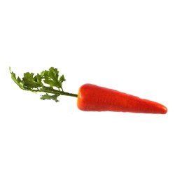 Artificial Fruits and Vegetables - Many Varieties Available - Fake Fruit Vegetable (Carrot)