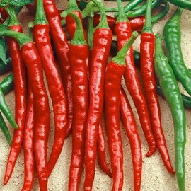Sweet Cayenne Sweet Pepper Seeds - 0.25 Oz ~1250 Seeds - Non-GMO - Vegetable Garden - Capsicum annuum