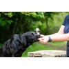 The Golden Paste Company - Natural Premium Turmeric for Dogs