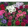 NIKA SEEDS - Seeds Flowers Verbena Hybrid Mix - 125