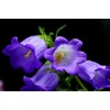 Canterbury Bells Campanula Medium Bluebells Flower Garden About 100 Seeds