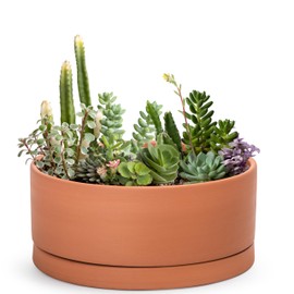 D'vine Dev 12 Inch Succulent Terracotta Shallow Pot with Drainage Hole and Saucer, Round Cylinder Planter Pot for Plant Flower, 40-Y-C-0
