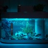 Luckious 4 Pcs Fish Tank Thermometer - 10~40℃ Digital Aquarium