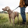 ElevateTech Metal Dog Collar Safety Clip 2 Pack Stainless Steel
