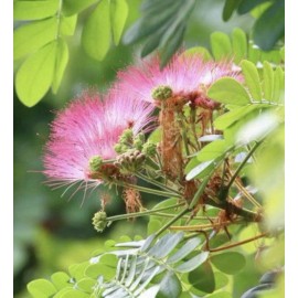Manoa Valley Market 25 HAWAII GROWN MONKEY POD SEEDS HITACHI Albizia saman RARE PINK FLOWER ORGANIC