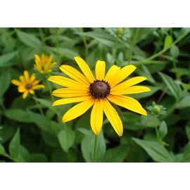 Dirt Goddess Super Seed Black Eyed Susan Non GMO Rudbeckia hirta (1/4 Lb)