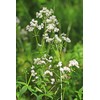 Health Embassy Lady's Bedstraw Tea (Galium Verum) (50g)