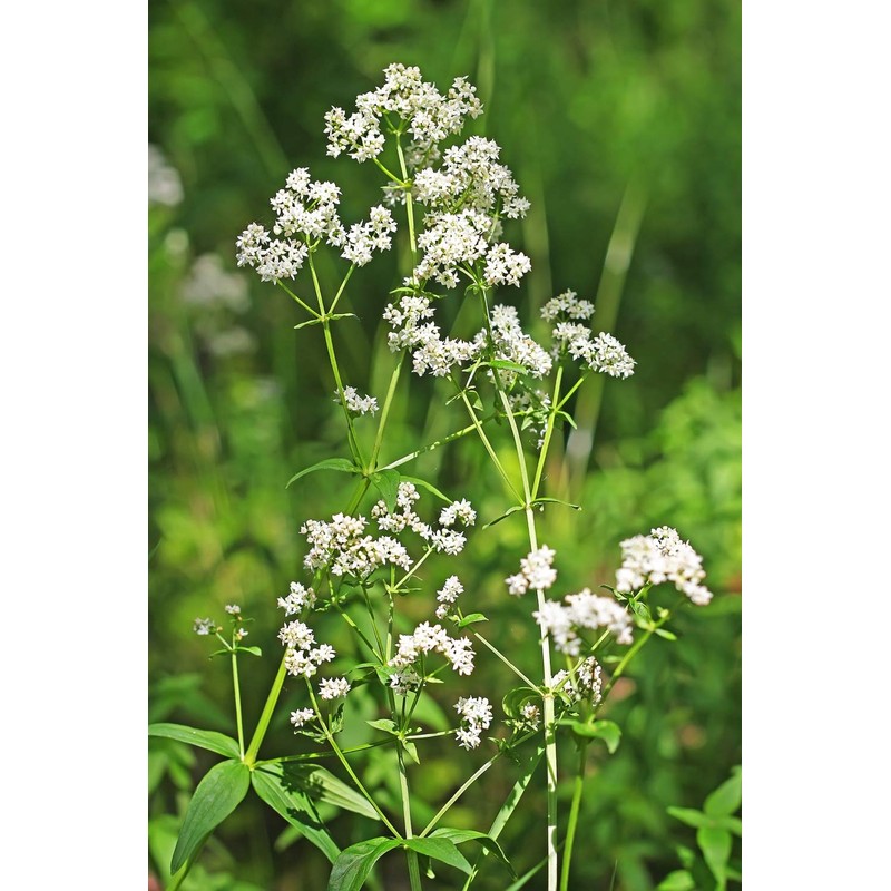 Health Embassy Lady's Bedstraw Tea (Galium Verum) (50g)