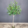 5.5ft Tall Artificial Bay Leaf Tree,Laurus Tree,Bay Tree,Laurel Tree Artificial