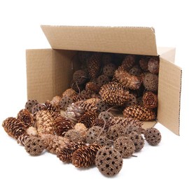 Apol Total 200 Pcs Natural Mini Pinecones Maple Fruit Ornament Set for Vase Fillers Photo Props DIY Home House Christmas Decoration Craft
