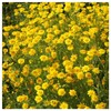 Everwilde Farms - 2000 Goldfields Native Wildflower Seeds - Gold