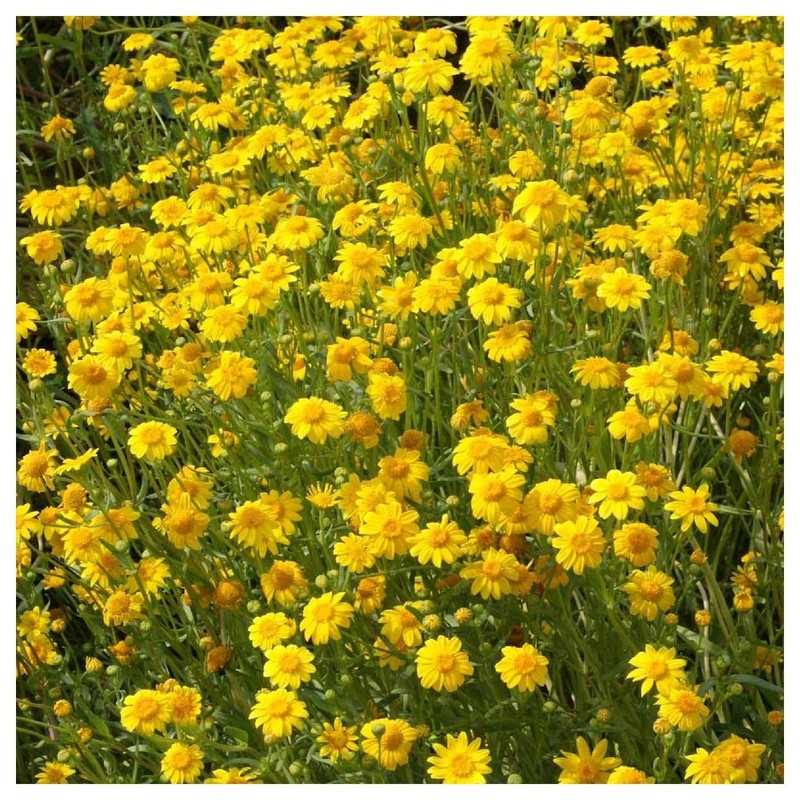 Everwilde Farms - 2000 Goldfields Native Wildflower Seeds - Gold