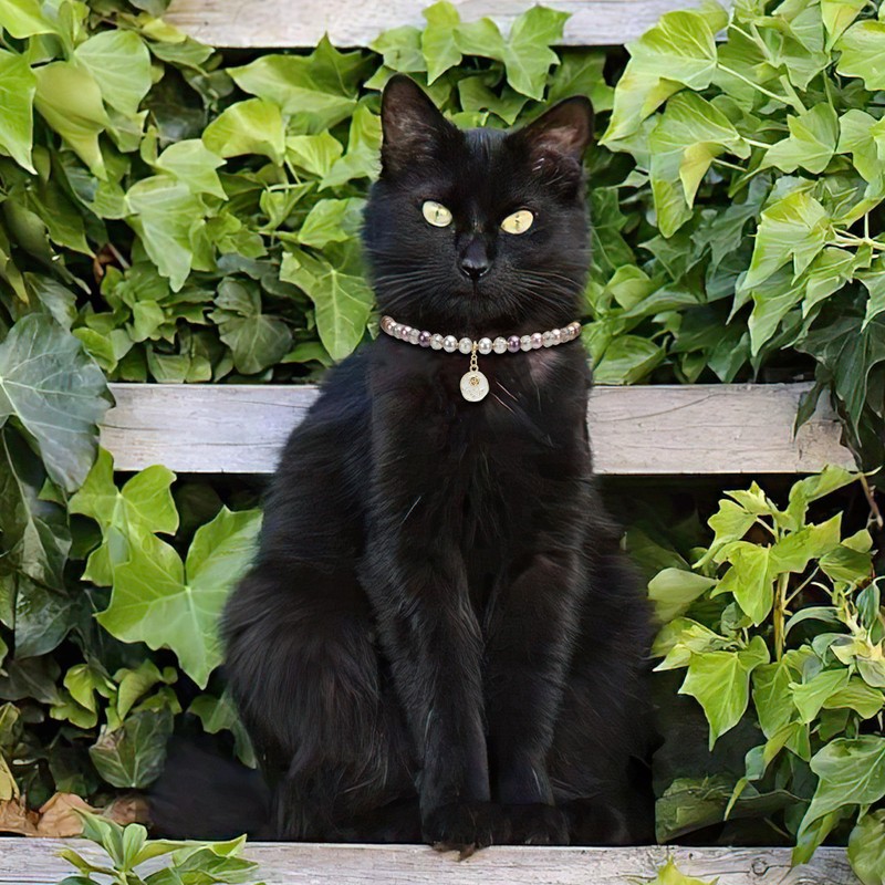 FunBegin Cat Dog Necklace Collar with Pearls Rhinestones Elegant Bling