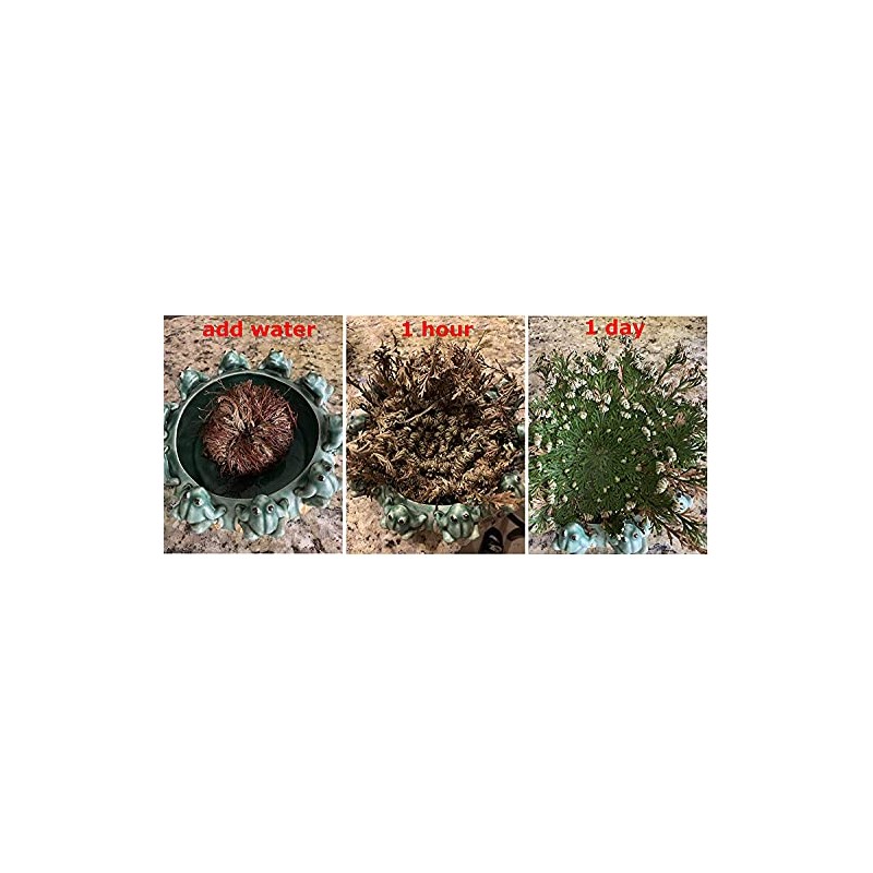 CircuitOffice Resurrection Plant Hydrophile Jericho Rose Plant