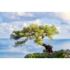 Farbenwald - Juniper, 3 bundles for smoking, approx. 15 cm