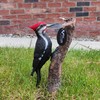 Vivid Arts Garden Friends, Home/Garden Decor. (Hanging Spotted Woodpecker)